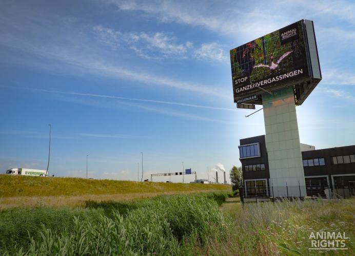 Mediacampagne van start tegen ganzenvergassingen