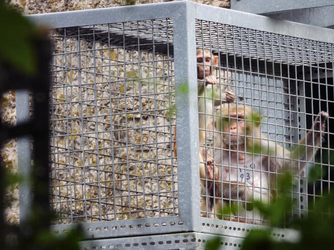 Abby opgeofferd voor malariaonderzoek