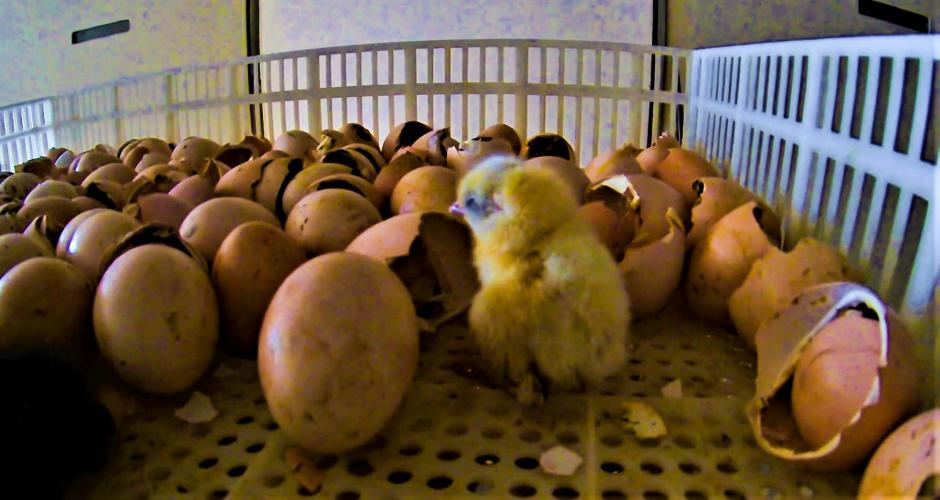 Stop het vergassen en versnipperen van haantjes!